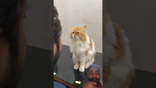 #shorts #funny #cat