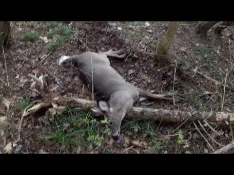 GoPro Deer Hunting - YouTube