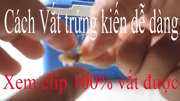 Cách vắt (móc) trứng kiến câu cá rô , dễ dàng nhất