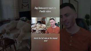 Dog trainer reacts to Poodle videos part 1 #poodle #dogs #dogtraining