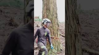 Masterful Technique: Felling a Massive Cedar Tree with Precision