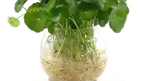 Trồng Cây Cỏ đồng tiền thủy sinh nhé.