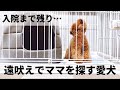 【 泣かないで😭 】残りわずかな家族との時間 / トイプードル ティーカッププードル 成犬 ペット / 東京 都内夫婦暮らし 手術 入院 / dog poodle pet Vlog Tokyo