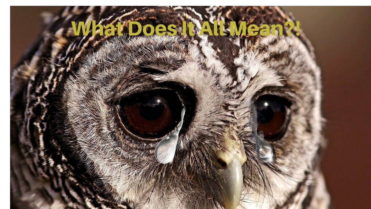 A sad story (VRchat)