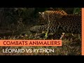 Combat improbable entre un lopard et un python