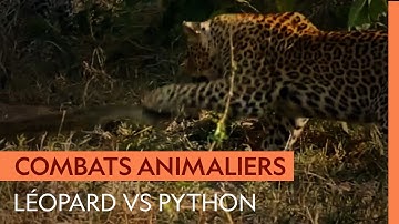 Combat improbable entre un léopard et un python