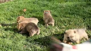 Cairn Terrier Puppies For Sale