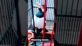 Jalak Suren Cocok Buat Pancingan Suren Lain Biar Ikut Bunyi