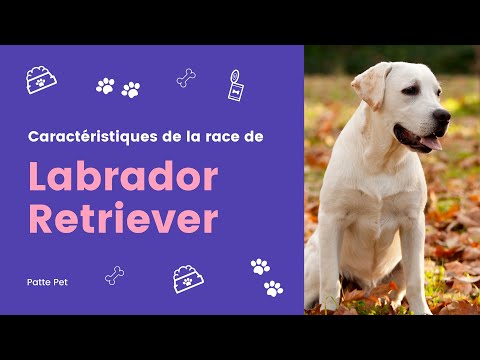 Vidéo: Labrador Retriever: Description De La Race