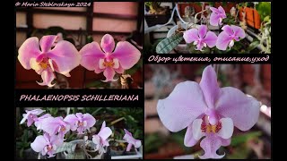 PHALAENOPSIS SCHILLERIANA - обзор цветения, описание, уход