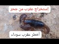 صيد عقارب السامة طريق إستخراج سم عقرب 