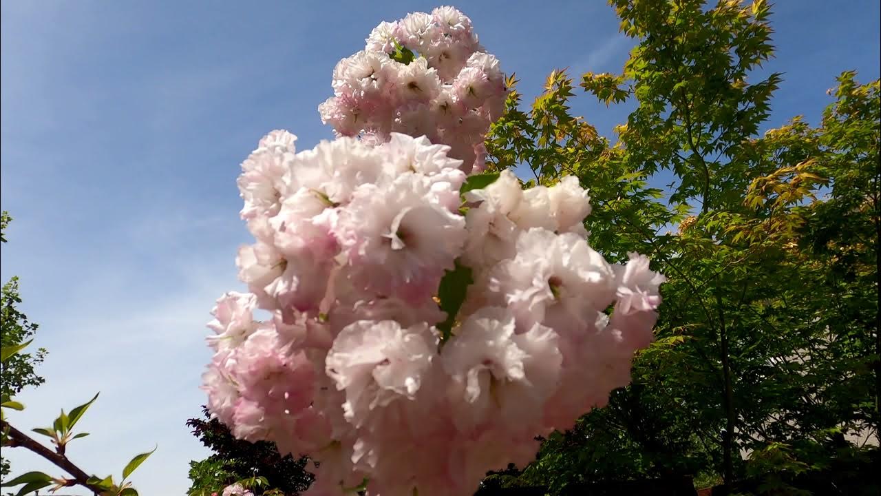 Angel’s Blush Flowering Cherry Tree (Part 2: The Bloom…) - YouTube