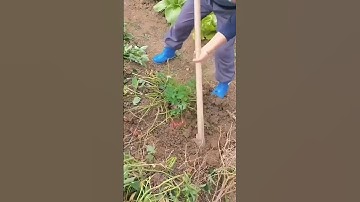 Harvesting Red Potatoes with Ease | Good tools and machinery can increase work efficiency