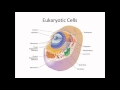 Prokaryotic Cells and Eukaryotic Cells