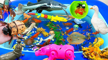 Sinh Vật Biển,Cá Đuối,Cá Mập,Bạch Tuộc,Cá Heo,Cá Nhỏ,Cá 3Đuôi Đầu Lân,Sứa,Rắn#fish#cuteanimals#shark