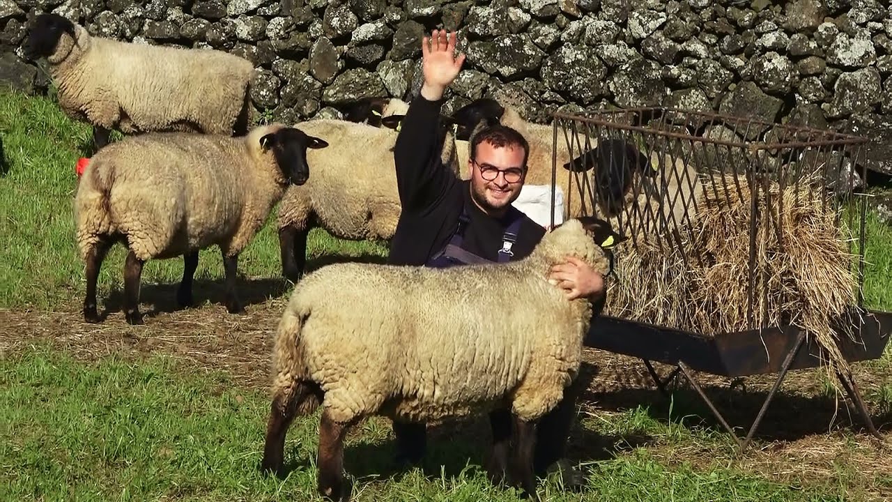 André Lourenço - O Empresário Criador Da Raça Suffolk - Ilha Terceira - Açores - Portugal