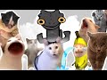 Toothless dancing meme but cats sing it