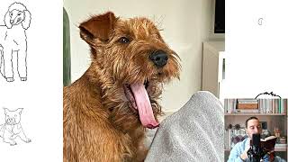 Irish Terrier. Pros and Cons, Price, How to choose, Facts, Care, History