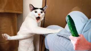 Best Funniest Cats 😹 - Don't try to hold back Laughter 😂 Funny Cats Ever 2024 #2 by Smit Funny Ever 623 views 2 weeks ago 16 minutes