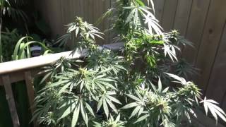 HOW TO HARVEST WEED! OUTDOOR CANNABIS HARVEST! HOW TO GROW
