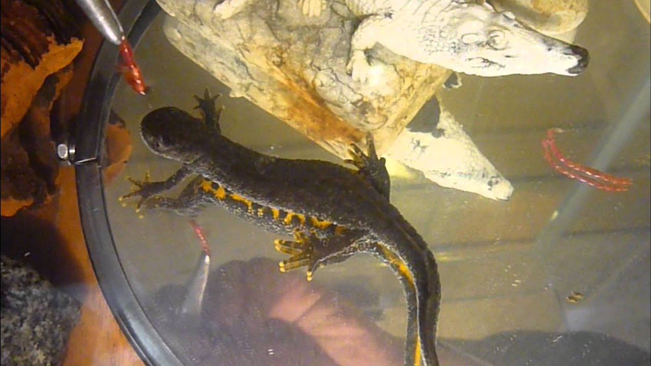 Гребенчатый тритон обедает (Triturus cristatus).