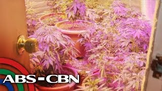 TV Patrol: 'Mini plantation' ng marijuana nadiskubre sa bahay sa Marikina