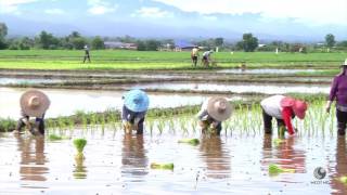 รายการคนไทยหัวใจเกษตร  22 พฤศจิกายน 2559 B2