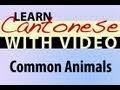 Learn Cantonese with Video - Common Animals
