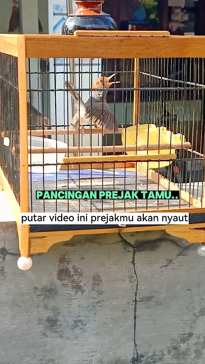 pancingan prenjak tamu..putur video ini prenjakmu akan nyaut #fyp #short #viral #prenjak #pancingan