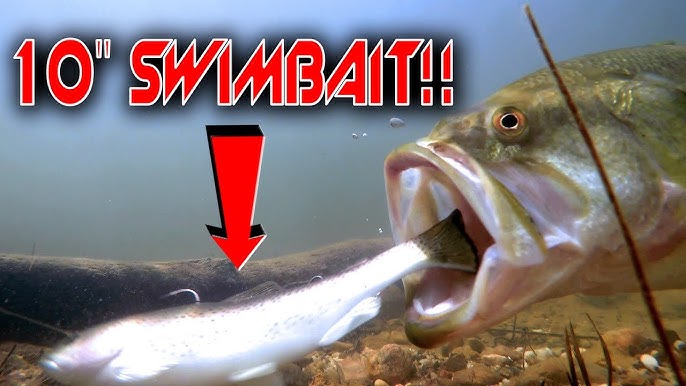 INSANE Underwater Footage Of Bass Eating Worms and Finesse Baits! 