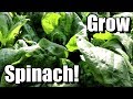 How to Grow Spinach from Seed to Harvest!