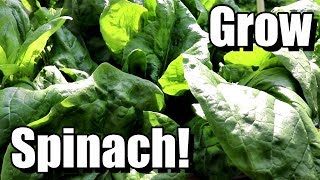 How to Grow Spinach from Seed to Harvest!