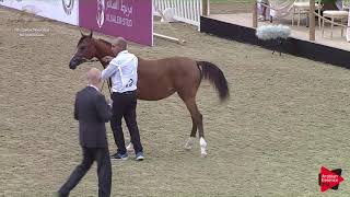N.12 SHAHLA AL SAAD - 2019 Qatar Individuals - Yearling Fillies (Class 1A) .mp4