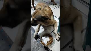 PERRITOS CENAN EN LOCALES COMERCIALES DE GUARDIA NACIONAL CERCA DEL BODEGA AURRERA EL FORTIN#perros 