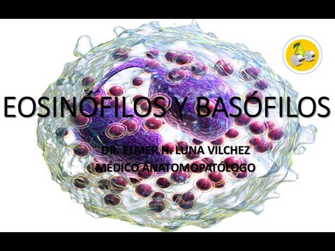 Vídeo: Diferencia Entre Basófilos Y Eosinófilos