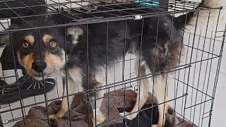 The fate of stray dogs was too tragic. The neck was torn by wire  and the operation was approaching by 理发师小乐和流浪狗 1,143 views 9 days ago 12 minutes, 12 seconds