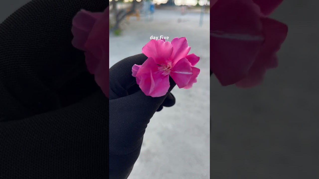 Nerium oleander 🌸