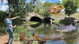 Cane Toad Catching Freshwater Predator Fish Gigging and Good Times With Tarah the Critter Snatcher!