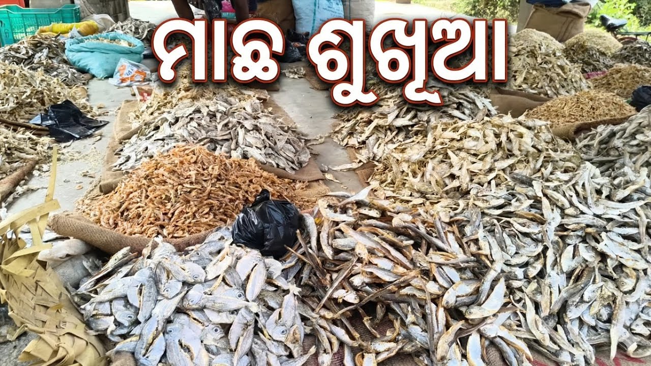 ମାଛ କୁ କରିବା ଶୁଖୁଆ🔥🔥#shortvideo 