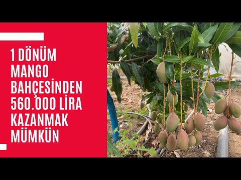 Video: Sera Meyve Ağacı Yetiştiriciliği - Bir Serada Ağaç Yetiştirebilir misiniz