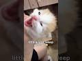 #cat #entertaininganimals #funnyanimals #cats #animallife #funnycats