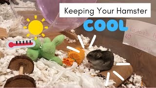 Keeping Your Hamster Cool In The Summer
