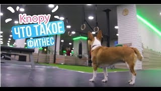 Фитнес, спорт и ЗОЖ для собак и для людей! Как разнообразить жизнь собаки Фитнес, спорт и ЗОЖ для собак и для людей! Как разнообразить жизнь собаки