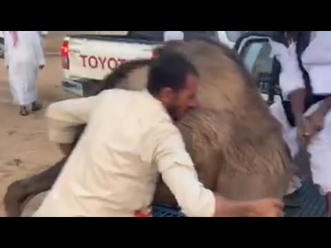 طرح الحشو الحشوان القعدان     