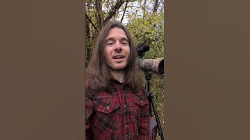 Sparrow Songs - Part 1 #birdsounds #birdfacts