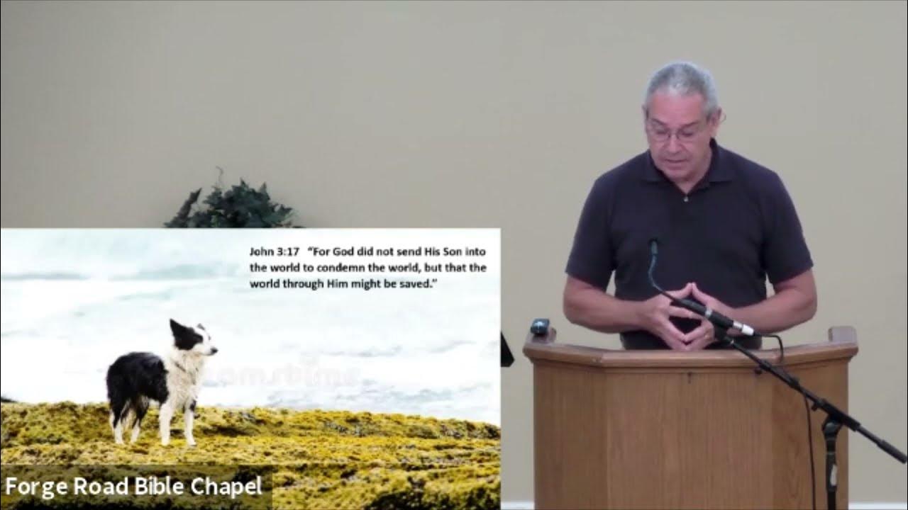 Lessons from a sheep dog youtube