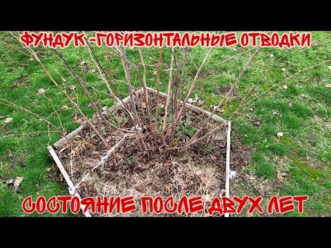 Фундук сеянец Горизонтальные