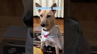 即席ゴミ袋カッパで様子がおかしい犬