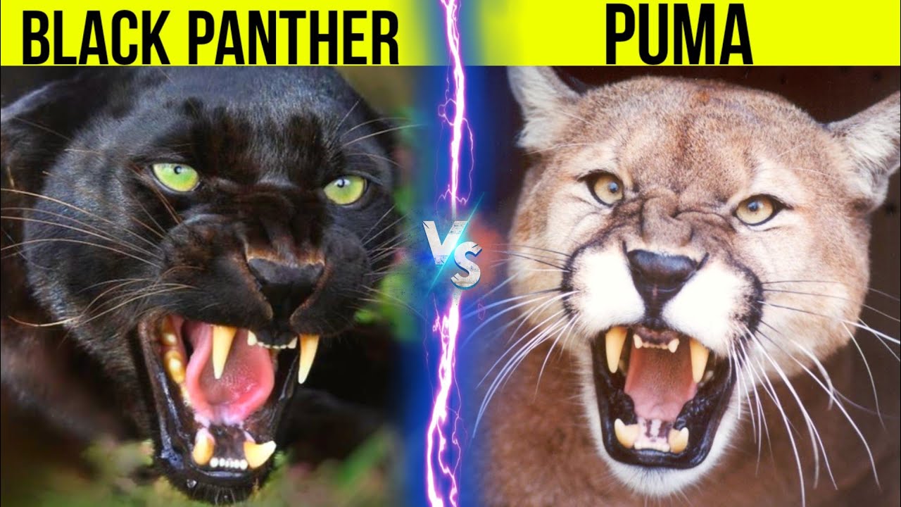 Как отличить пума. Пума vs пантера. Пантера vs Ягуар. Пума и пантера разница. Пума Ягуар леопард пантера.