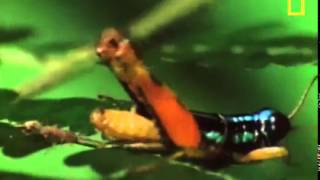 Amazing Symbiosis  Ant Army Defends Tree